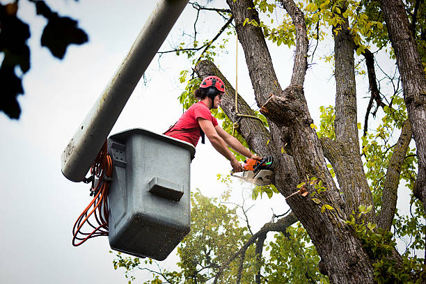 How Our Tree Care Process Works  in  The Hills, TX